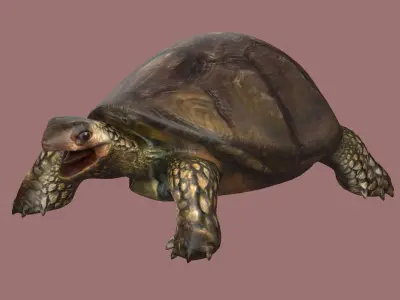 tortoise reptile turtle animal wildlife slow zoo armor  3D model