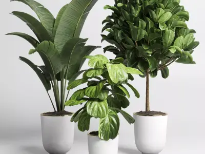 collection Indoor plant 39 -concrete vase Low-poly 3D model