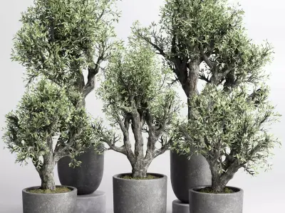 Collection outdoor plant 88 pot old olive tree concrete old vase 3D model