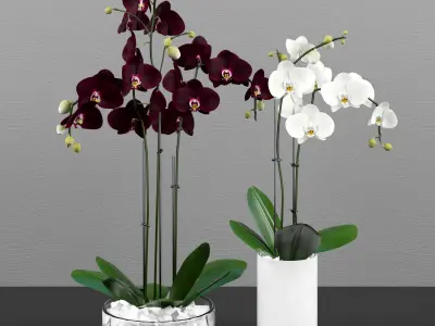 Collection of 5 realistic orchids in pots 3D model