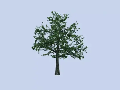 Maple tree Free low-poly 3D model