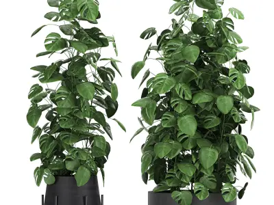 Monstera in a pot for the interior 775 3D model
