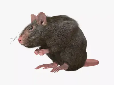 Rat with fur 3D model
