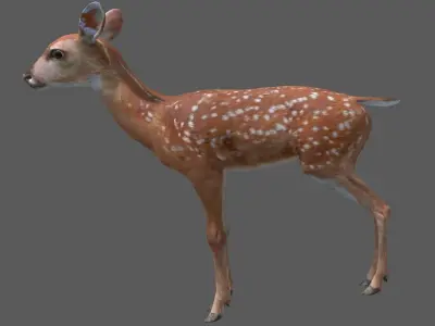deer baby  Low-poly 3D model