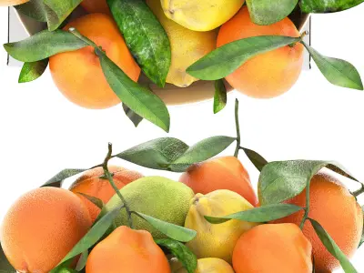 bowl of lemon mandarin and orange 3D model