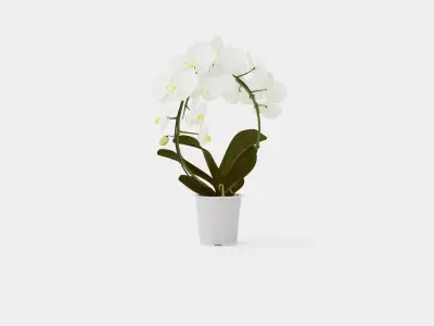 Phalaenopsis hybrid bow white Low-poly 3D model