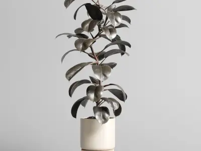 Indoor vase wood pot tree plant ravenala ficus rubbery lyrata 3D model
