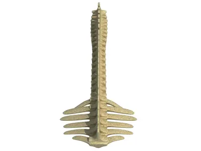 Detailed Animal Spine Model 3D model