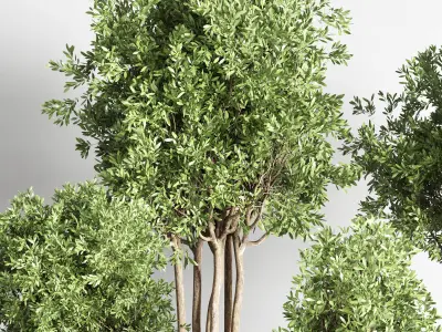  indoor outdoor plant 145 plant tree vase dirty concrete  3D model