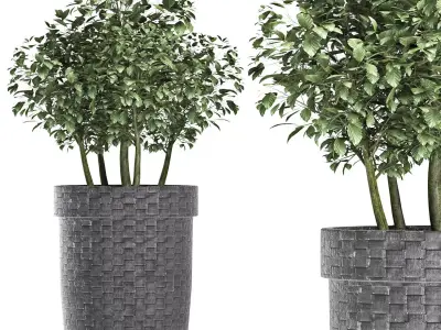 Plants Collection 170 Sageretia Theezans 3D model