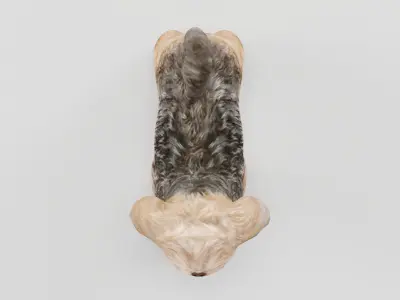 Shih Tzu Dog Breed 3D model