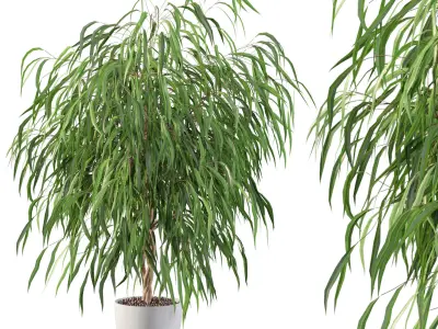 Ficus Ali 03 3D model