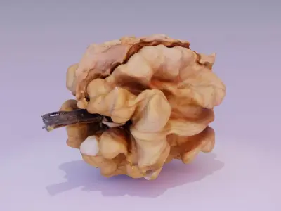 Walnut kernel high-poly 3D model