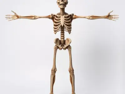 Human Skeleton Anatomy Model Pack Low-poly 3D model