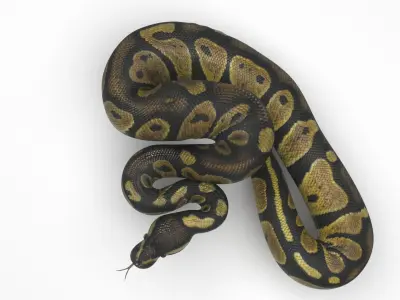 Chocolate Ball Python Snake 3D model