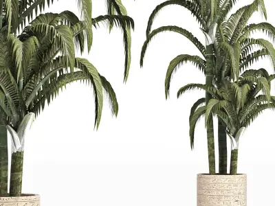 Plants Collection 161 Egyptian Palm 3D model
