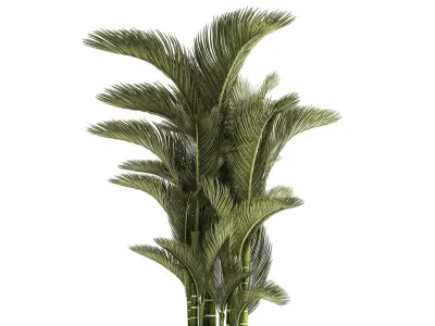 Small Indoor Palm White Pot Dypsis Cyrtostachys 1467 3D model