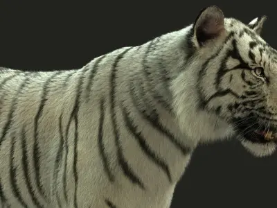White Bengal Tiger Rigged Xgen core 3D model