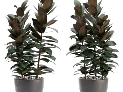  Indoor Plants 03 3D model