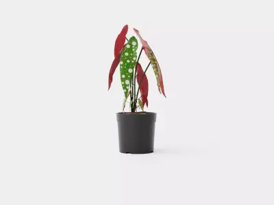 Begonia maculate Low-poly 3D model