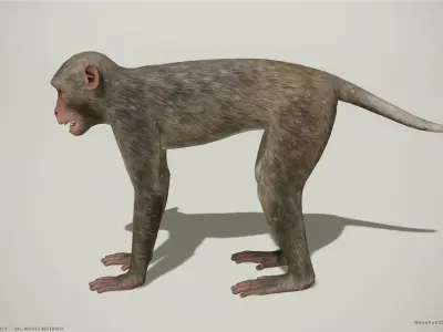 Rhesus Macaque 3D Monkey - PBR  Low-poly 3D model