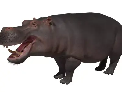 Hippopotamus Low-poly 3D model get