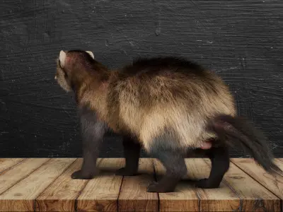 VFX Ready ferret 3d model 3D model with groom 3D model
