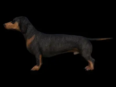 DachShund - Dog Low-poly 3D model