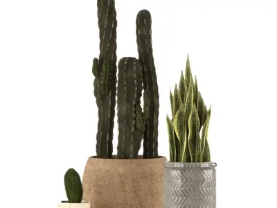 Plant Collection two cactus plants in vase 3D model