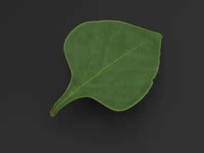 Bell Pepper Plant Low-poly 3D model