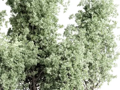 indoor plant set 431 pot plant old tree concrete dirt vase  Low-poly 3D model