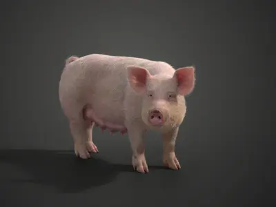 Female Pig with 2 Animations  VFX Grace 3D model
