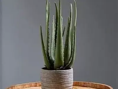 STORIES DESKTOP SUCCULENT PLANT IN POT 3D model