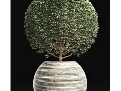 Plants Collection 174 Ligustrum Lucidum 3D model