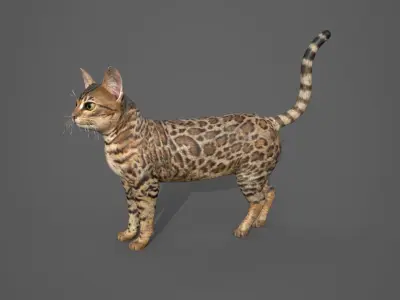Cat Tabby 3D model