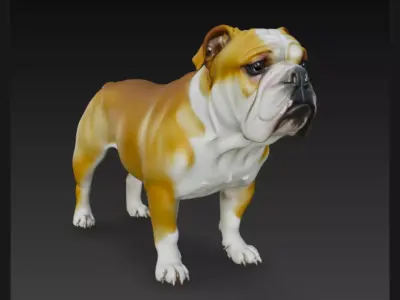 Detailed 3D Bulldog Dog Model 3D model