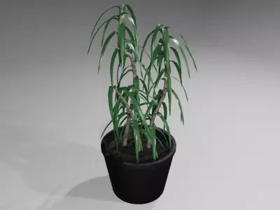 Vase with Plant - Dracena Low-poly 3D model