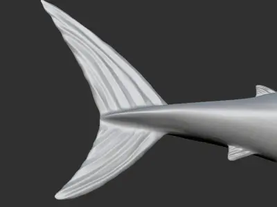 White Shark 3D print model