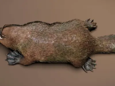 Platypus  3D model