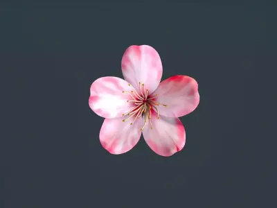 peach flower Low-poly 3D model