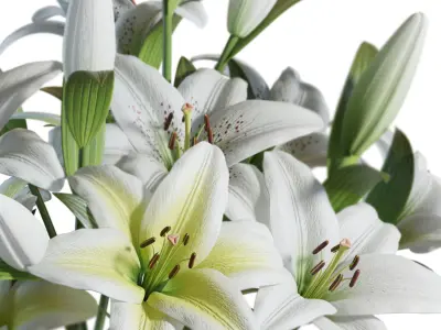 Flower Set 10 - White Lilies Bouquet 3D model