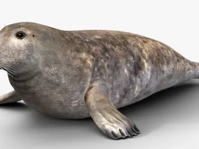 Grey Seal 3D model