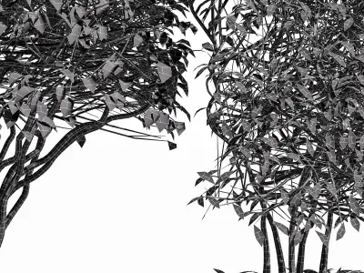 4diffrent bush Dwarf Yaupon Holly Box Spherical Cone Winter Free 3D model