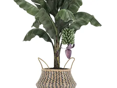 Decorative Banana tree in a basket for the interior 487 3D model