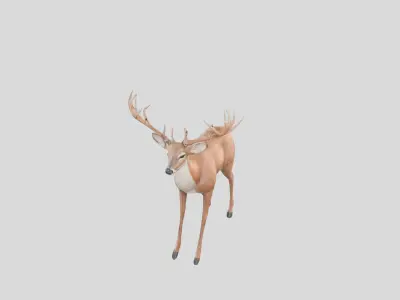Stylized Whitetail Deer 3D Model Low-poly 3D model