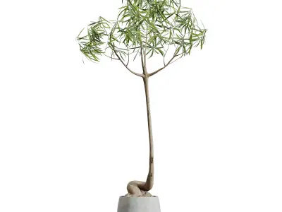 AV HousePlants Japandi Minimalism Ficus Dracaena Marginata19 3D model