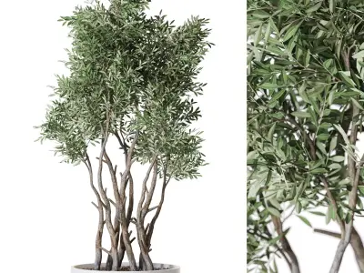 Plants collection vol 56