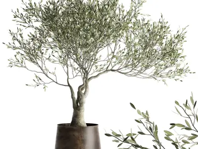 Olive tree in a flowerpot for the interior 969 3D model