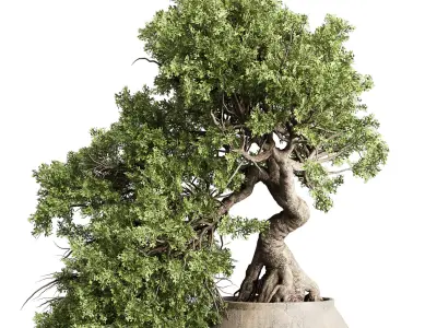 Bonsai tree in an old earthenware vase indoor plant 343 Low-poly 3D model