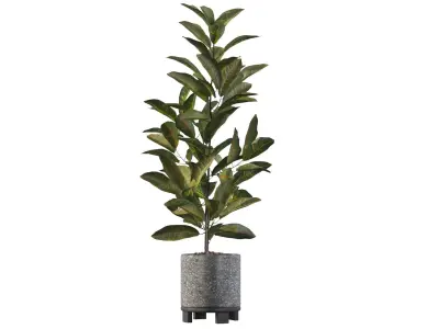 Croton in terrazio flowerpot 3D model
